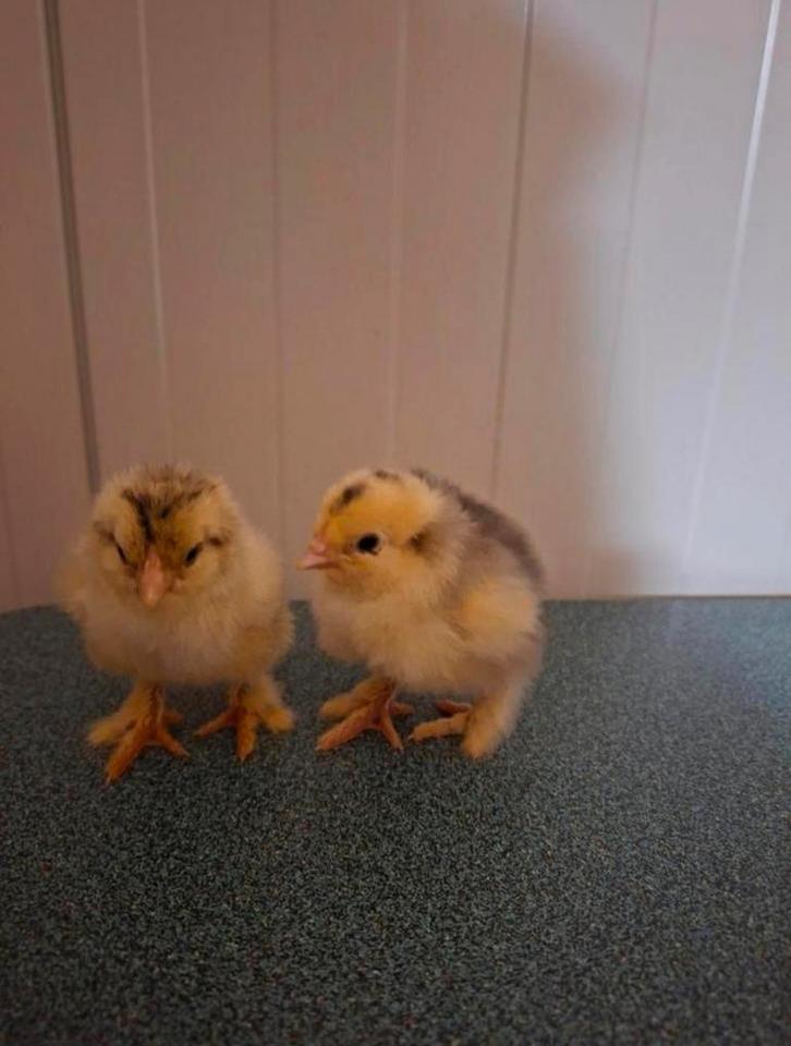 Brahma Kuikens vanaf 14 februari!!!, Dieren en Toebehoren, Pluimvee, Kip, Geslacht onbekend