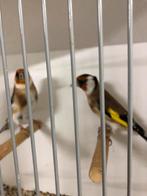 Bloem putters, Dieren en Toebehoren, Vogels | Overige Vogels, Meerdere dieren, Wildzangvogel, Geringd