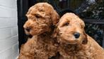 Nog 2 elegante Doodledream Labradoodles, Dieren en Toebehoren, Nederland, Overige rassen, CDV (hondenziekte), 8 tot 15 weken