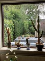 Cactussen, Ophalen, Overige soorten, In pot, 100 tot 150 cm