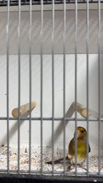 Bastaard putter, Dieren en Toebehoren, Vogels | Overige Vogels, Mannelijk, Wildzangvogel