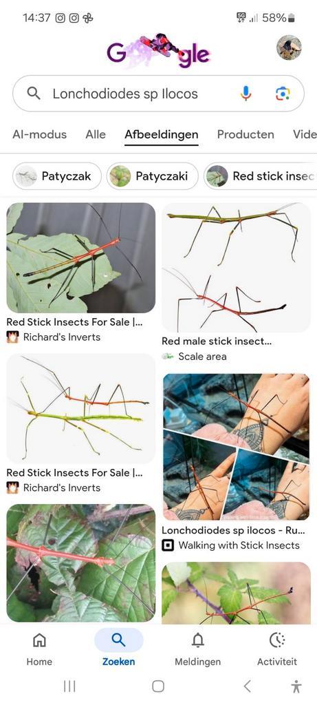 Te koop psg392 ook bekend als Lonchodiodes sp. "Ilocos, Dieren en Toebehoren, Insecten en Spinnen, Wandelende tak