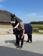 Knappe friese merrie, Merrie, B, Dressuurpaard, 3 tot 6 jaar