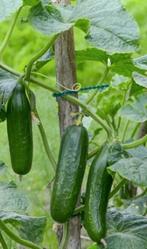 🥒 1.75€ KOMKOMMER Plant Tatli BIBER 1.25€, Volle zon, Groenteplanten, Eenjarig, Ophalen of Verzenden