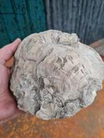 Grote versteende oester CDN France, Verzamelen, Mineralen en Fossielen, Ophalen of Verzenden