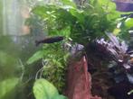 OEBT RustyRed - Orange eye blue Tiger - Caridina - RoyalBlue, Kreeft, Krab of Garnaal, Zoetwatervis, Schoolvis