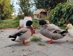 Kwakers te koop 2x man, Dieren en Toebehoren, Pluimvee, Mannelijk, Eend
