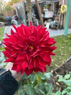 Dahlia Knollen - Rood met Gouden Streepje, Overige soorten, Volle zon, Vaste plant, Ophalen of Verzenden