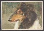 Ansichtkaart - Collie / Schotse Herder (Voor het kind), Verzamelen, Ansichtkaarten | Themakaarten, 1940 tot 1960, Overige thema's