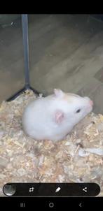 Goudhamster, Dieren en Toebehoren, Februari, Vrouwelijk, Hamster