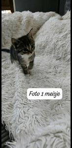 prachtige kittens Maine Coon kruising, Meerdere dieren