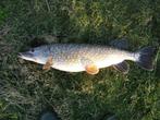 Snoekstreamer FL 14 van 19 cm voor spinhengel - Baitcaster, Watersport en Boten, Hengelsport | Roofvissen, Ophalen of Verzenden