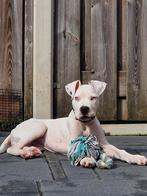 Dogo argentino pup / Argentijnse dog, Dieren en Toebehoren, 15 weken tot 1 jaar, Reu, Bulldog, Eén hond