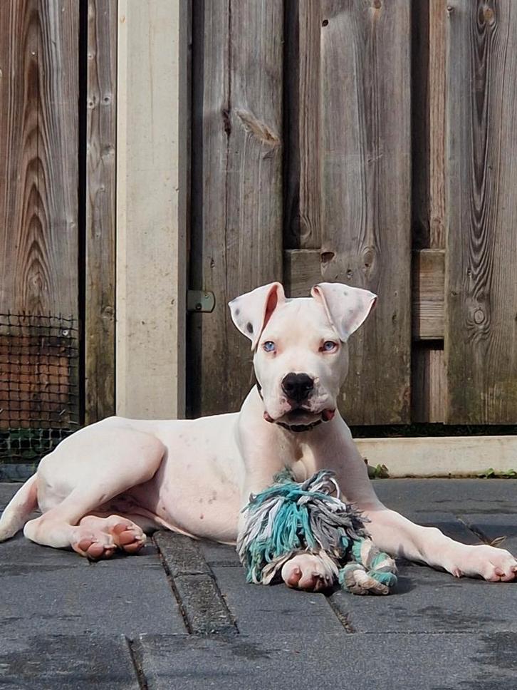 Dogo argentino pup / Argentijnse dog, Dieren en Toebehoren, Honden | Bulldogs, Pinschers en Molossers, Reu, Bulldog, Particulier