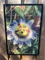 Ingelijste foto blauwe passiebloem (Passiflora caerulea), Ophalen, Zo goed als nieuw, Minder dan 50 cm, 50 tot 75 cm