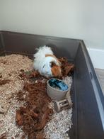 Cavia mannetje langharig, April, Mannelijk, Cavia