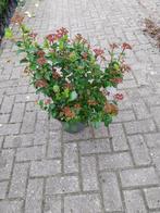 Viburnum tinus (Sneeuwbal), Vaste plant, Halfschaduw, Winter, Ophalen