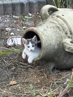 Boerderijkittens, Dieren en Toebehoren, Katten en Kittens | Overige Katten, Meerdere dieren, Kortharig, 0 tot 2 jaar