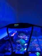 Maxspect rsx200 aquarium verlichting, Dieren en Toebehoren, Vissen | Aquaria en Toebehoren, Ophalen of Verzenden