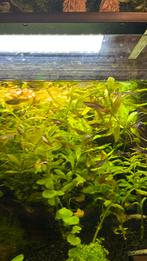 Vissen   NU aanbieding alles voor €20, Dieren en Toebehoren, Vis