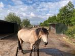 Hulp / bijbaantje uitmesten paarden gezocht omgeving Utrecht