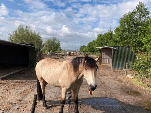 Hulp / bijbaantje uitmesten paarden gezocht omgeving Utrecht, Dieren en Toebehoren, Stalling en Weidegang