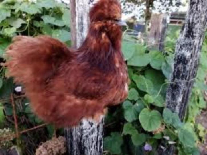 Zijdehoen kippen in mooie kleuren te koop., Dieren en Toebehoren, Pluimvee, Kip, Vrouwelijk