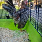 Ayam serama haantjes, Dieren en Toebehoren, Pluimvee, Mannelijk, Kip