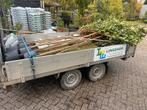 Lei Photinia groen blijvende bomen voor uw privacy, Ophalen of Verzenden, Volle zon, Leiboom
