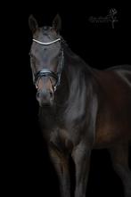 Talentvolle 4 jarige KWPN merrie te koop van Fontaine TN, Ophalen, Dressuur