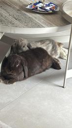Koppel minilop konijnen, Dieren en Toebehoren, Knaagdieren en Konijnen | Hokken en Kooien, Ophalen, 110 cm of meer, Kooi, Minder dan 60 cm