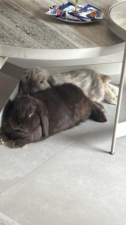 Koppel minilop konijnen, Dieren en Toebehoren, Knaagdieren en Konijnen | Hokken en Kooien, Kooi, Minder dan 60 cm, 110 cm of meer