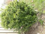 Struiken, Tuin en Terras, Ophalen, Buxus, Struik, Minder dan 100 cm