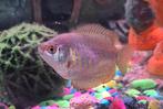 Dwerg gourami, Dieren en Toebehoren, Vissen | Aquariumvissen, Vis