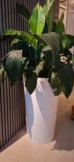 2 Prachtige plantenbakken incl. planten, Tuin en Terras, Ophalen, Kunststof, Rond, Zo goed als nieuw