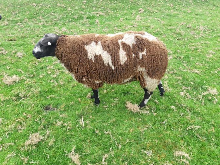 Bonte fok- en dekram, Dieren en Toebehoren, Schapen, Geiten en Varkens, Schaap, Mannelijk, 3 tot 5 jaar