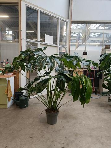 Philodendron kamerplant - Zo goed als nieuw! beschikbaar voor biedingen