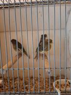 Trio kuifkanarie's, Dieren en Toebehoren, Meerdere dieren, Kleurkanarie