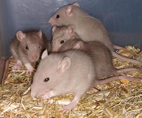 Rittens! Vrouwtjes! Ratjes! Rats!, Dieren en Toebehoren, Knaagdieren, Vrouwelijk, Rat, Na 1 juli 2024, Tam