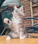Stamboom Maine Coon kitten Poes, Dieren en Toebehoren, Poes, Gechipt, 0 tot 2 jaar