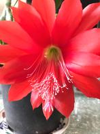 epiphyllum cactus ackermannii gewortelde stekken, Huis en Inrichting, Minder dan 100 cm, Bloeiende kamerplant, Halfschaduw, Ophalen of Verzenden