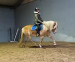 Gave haflinger merrie, Dieren en Toebehoren, Pony's, Merrie, E pony (1.48m - 1.57m), Gechipt, 11 jaar of ouder