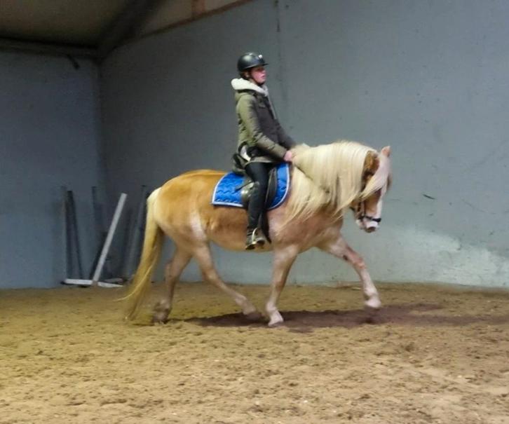 Gave haflinger merrie, Dieren en Toebehoren, Pony's, Merrie, E pony (1.48m - 1.57m), 11 jaar of ouder, Met stamboom, Gechipt, Ontwormd
