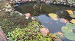 Vijvervissen en lelies, Tuin en Terras, Ophalen of Verzenden, Zo goed als nieuw