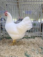 Broedeier barnevelder kriel wit, Dieren en Toebehoren, Geslacht onbekend, Kip