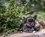 Prachtige Chihuahua pupjes, Dieren en Toebehoren, Honden | Chihuahua's en Gezelschapshonden, CDV (hondenziekte), 8 tot 15 weken