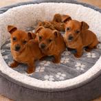 Lief Jackel (Jackrussel x Teckel) teefje zoekt een huisje, Parvo, Jack Russell Terriër, 8 tot 15 weken, Teef