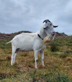 Witte Stamboek bok CL/CAE vrij, Dieren en Toebehoren, Schapen, Geiten en Varkens, Mannelijk, Geit, 3 tot 5 jaar