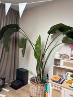 Strelitzia Nicolai (Paradijsvogelplant) met rieten mand, Huis en Inrichting, Kamerplanten, Ophalen, Overige soorten, In pot, 150 tot 200 cm