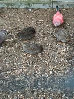 Jonge chinese kwartels natuurbroed, Dieren en Toebehoren, Vogels | Overige Vogels, Meerdere dieren, Geringd